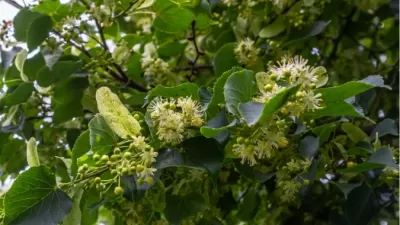 Ihlamur Hidrosolü ile Saçlara Doğal Parlaklık ve Yumuşaklık